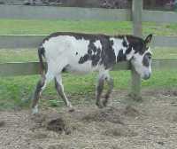 Wee Ones Samsonite - Tyger Spotted Herd Sire